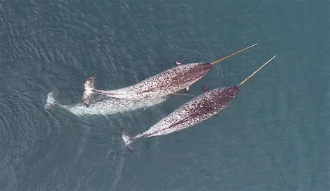 Newborn Narwhal