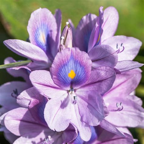 Flowers Name in Marathi and English (With Pictures)