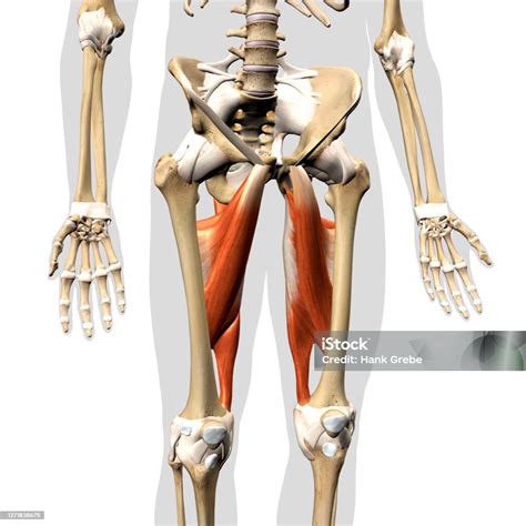 Hip Abductor Muscles
