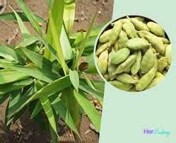 Live Green Cardamom Plant Hybrid Elaichi Tree Plant For Home Garden ...