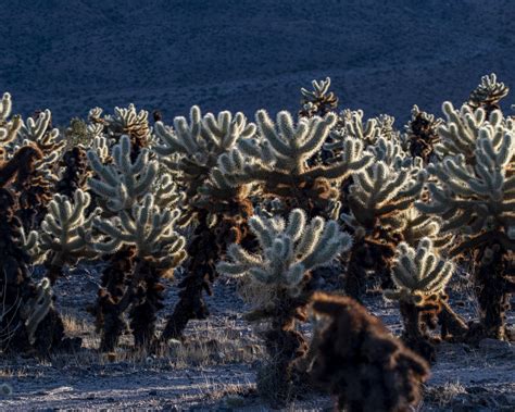Cholla Cactus Garden Free Stock Photo - Public Domain Pictures