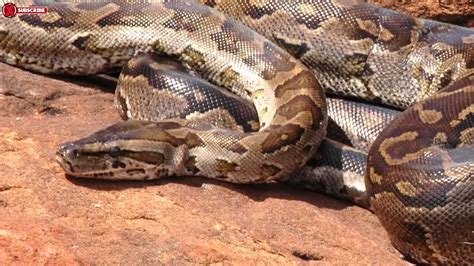 Image result for Anaconda Python Fight