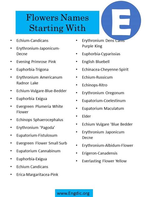 400 Flowers That Start With E (All Color Flowers) - EngDic