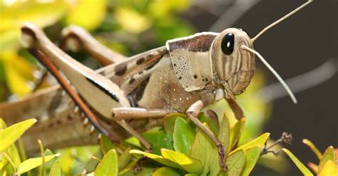 Grasshopper | Description, Features, & Species | Britannica