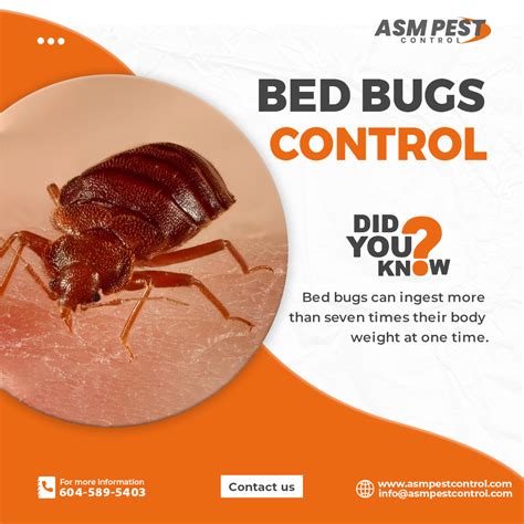 Fun Facts and Hidden Secrets of Bed Bug Control Vancouver