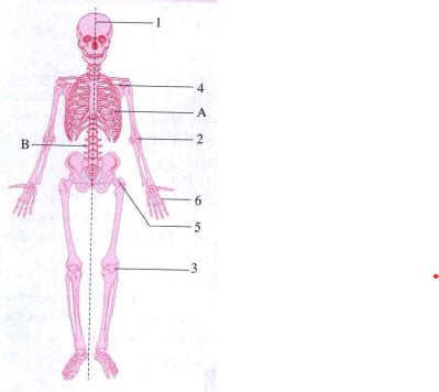 Label A and B in the given diagram.