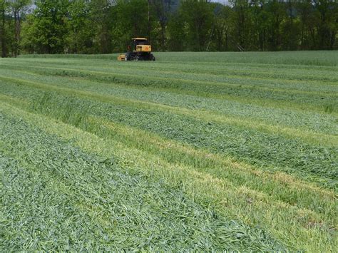 Cover Crops as Forage Crops…A Look at Winter Rye and Triticale ...