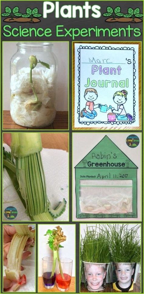 Plants science experiments teaching how plants grow – Artofit