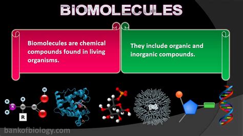 Image result for Biomolecules Explained