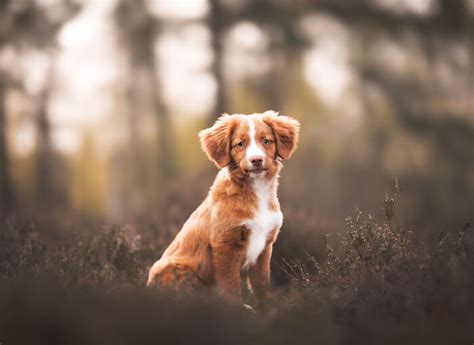 Dogs 的图像结果