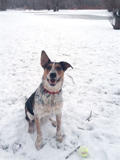 Image result for Ending Fetch