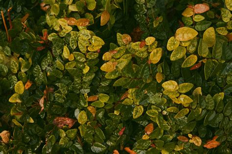 Curry Leaves – MOUNT AGRO