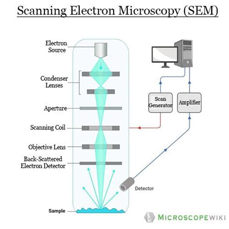 Electron Microscope Drawing 的图像结果