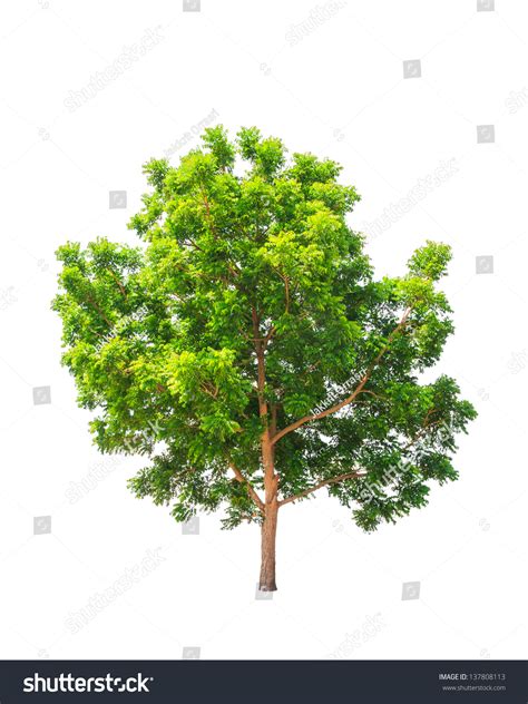 Neem Tree 的图像结果