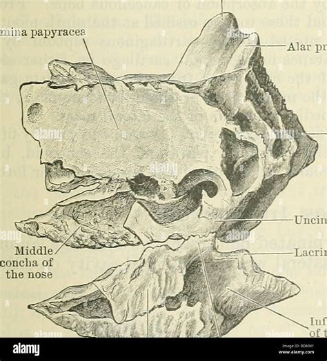 . Cunningham's Text-book of anatomy. Anatomy. Uncinate process Fig. 149 ...