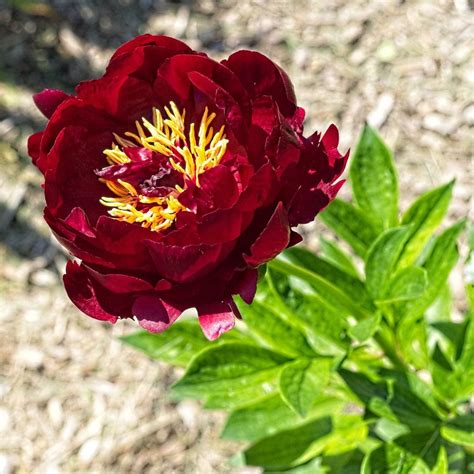 Peony 'Buckeye Belle' – Roots Plants