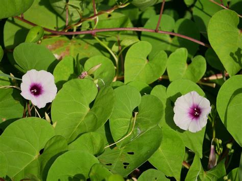 No Morning Glory Flowers - How To Get Blooms On Morning Glory Plants ...
