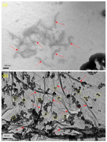 Fabrication of Cellulose Nanocrystal/Silver/Alginate Bionanocomposite ...