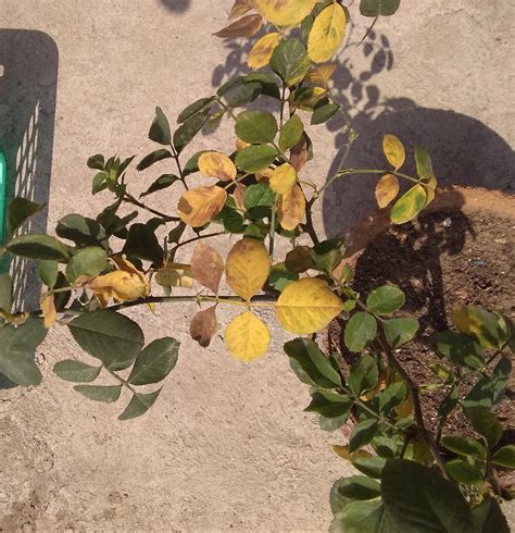 Why Are The Leaves On My Roses Turning Yellow With Black Spots at Liam ...