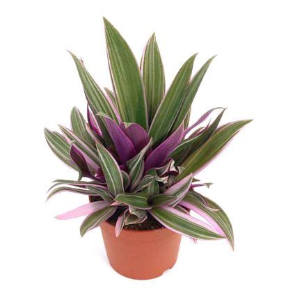 Buy Rhoeo Spathacea Compacta - Plant Online at Best Price | Od