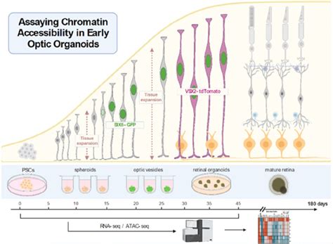 Chromatin Accessibility and Transcriptional Differences in Human Stem ...