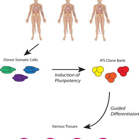 Reprogramming Cells 的图像结果