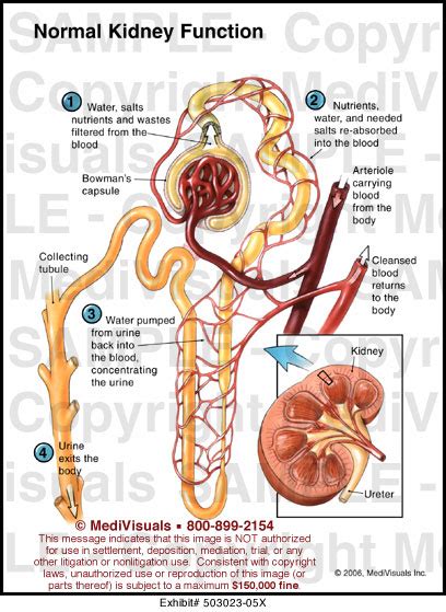 Nephron Function Animation 的图像结果