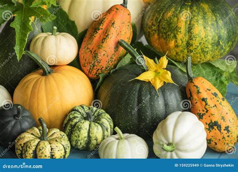 Different Varieties and Types of Pumpkins with Pumpkin Flowers. the ...