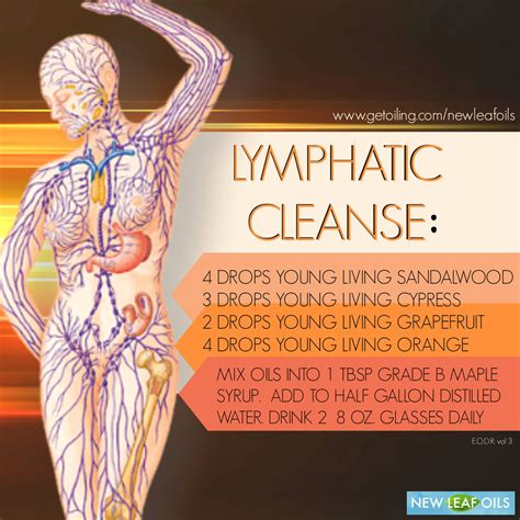 Detox your lymphatic system _ how to cleanse lymph nodes – Akapv