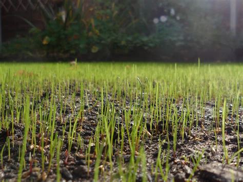 Question: Shade grass seed in sun? - The Lawn Man