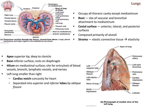The respiratory system | PPT