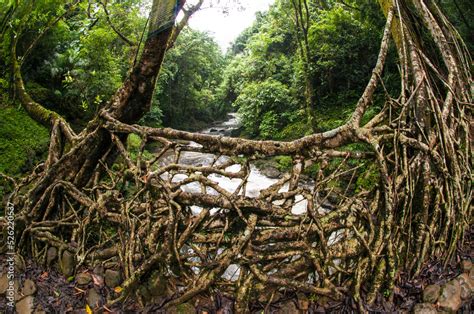 Image result for Tree Root Bridge