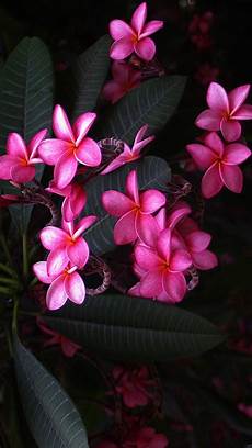 Pink Flowers Hd Wallpaper For Mobile by Pink Flower Hd Wallpapers For Mobile 2020 Wallpapers Pink Flowers Hd Wallpaper For Mobile