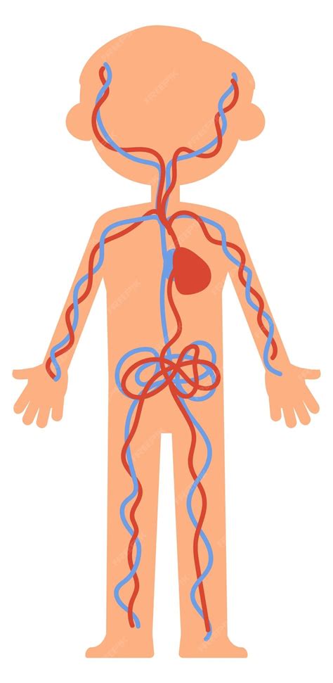 Sistema de circulação sanguínea infantil Anatomia do corpo infantil ...
