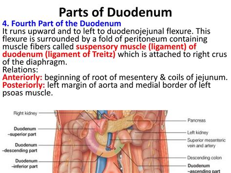 Image result for Duodenum Part