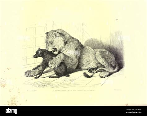 Engravings of lions, tigers, panthers, leopards, dogs, &c. London, H. G. Bohn, 1853. Animal ...
