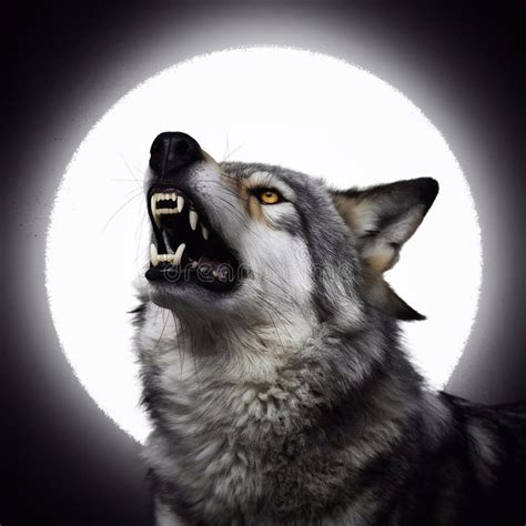 Image result for Wolves Howl at Night