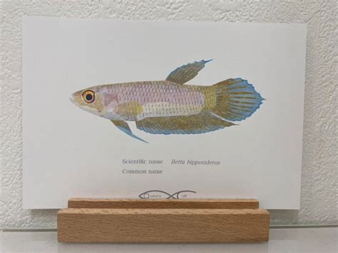 Betta hipposideros Drawing Postcard | Osakanacraft