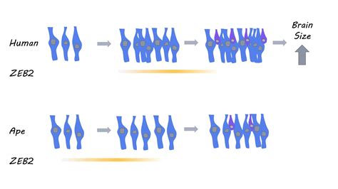 Image result for Forebrain Evolution