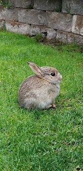 Image result for Round Stuffed Bunny