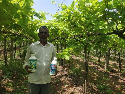 Name of Farmer- Dattatraya Village- Kuktoli Crop-Grapes (super sonakka ...