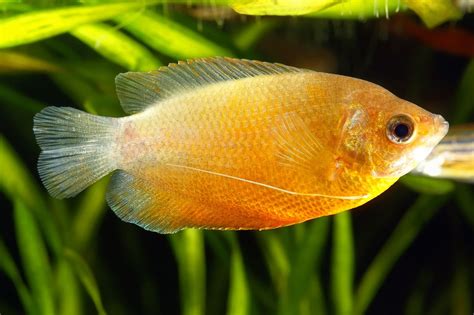 Gourami | Types, Characteristics, & Facts | Britannica