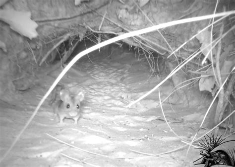 Image result for Using Camera to Explore Gopher Tortoise Burrow