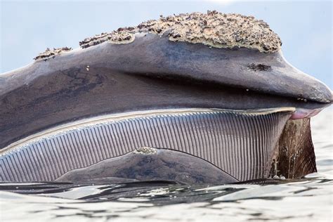 Blue Whale Teeth
