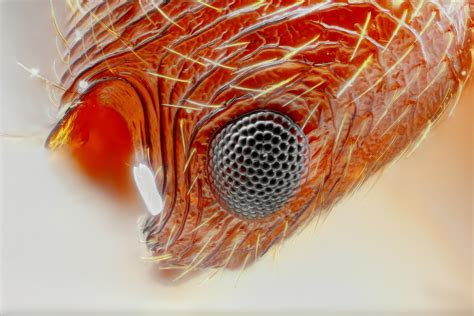 Are Ants Blind? - Exploring Ant Vision