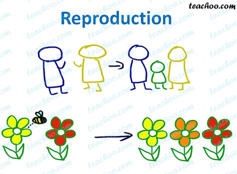 Image result for Reproduction Inseparable