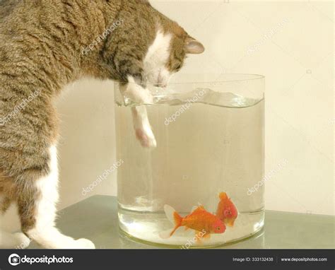 Cat Eating Goldfish