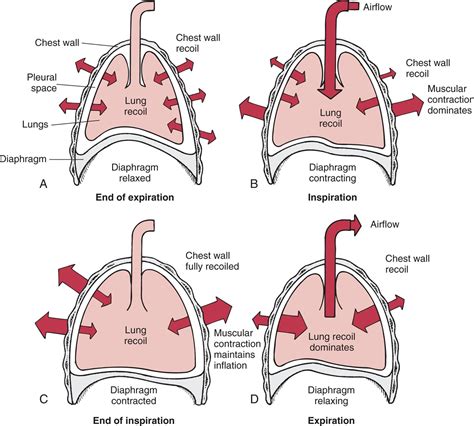 How Your Lungs Stay Inflated Without Collapsing
