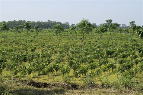 Carbon Farming - Importance in climate change - Tomorrows Foundation