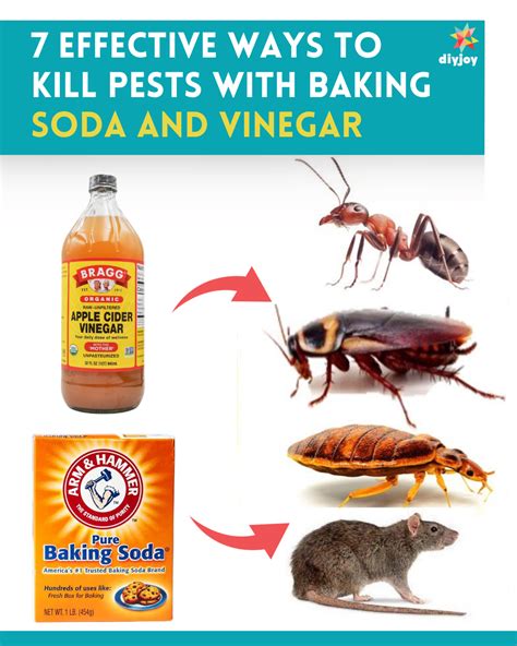 How to Kill Cockroach 的图像结果